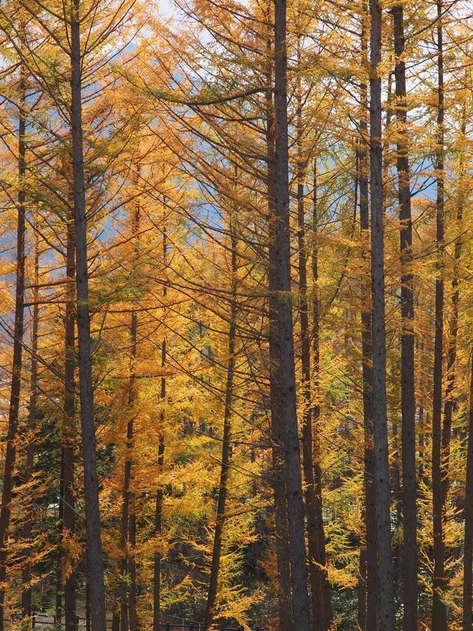 Log Hotel Larch Lake Kanayama Minamifurano Экстерьер фото